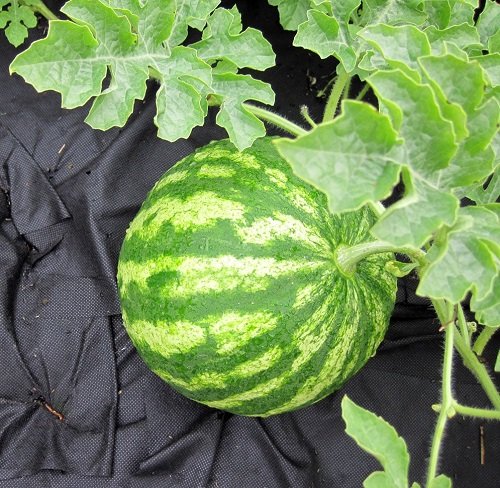 Tips to Pick a Good Watermelon 3