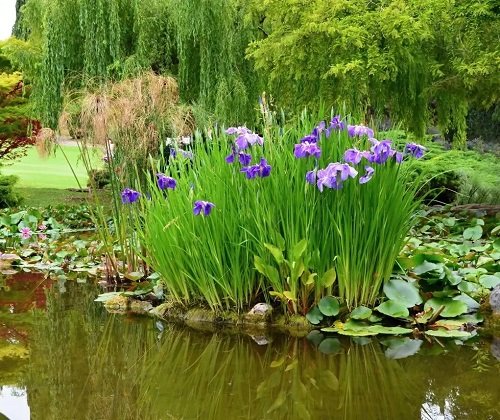 iris Plants for a Koi Pond3