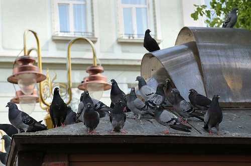Suggestions for Keeping Pigeons Off the Balcony That Work 2