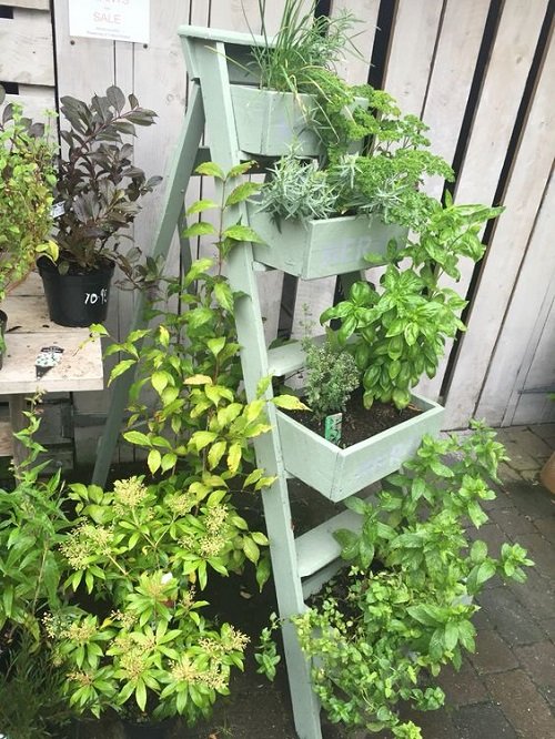 Ladder Herb Garden Ideas near fence