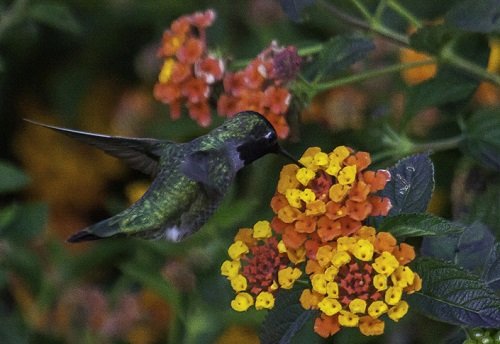 17 Plants That Attract Hummingbirds in Florida 9