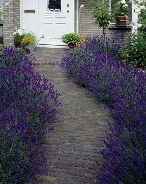  Stunning Plants For Walkways 1