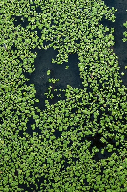 duckweed Plants for a Koi Pond