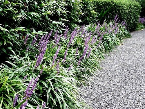  Stunning Plants For Walkways 5