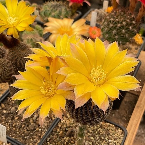 Yellow Flowering Cactus blooming 