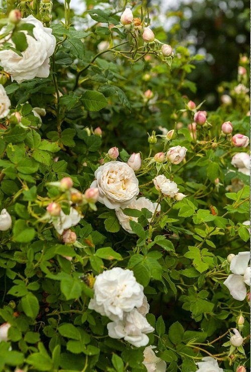 42 Best White Garden Roses Varieties 15