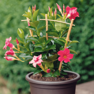 20 Super Cool Mandevilla Trellis Ideas | Trellis for Mandevilla Plant