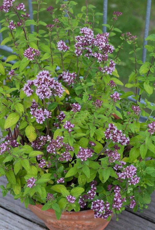 Best Plants that Attract Bees 1