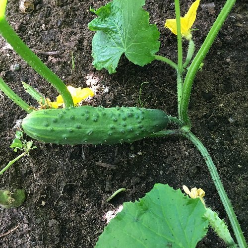Mini Cucumber Varieties 5