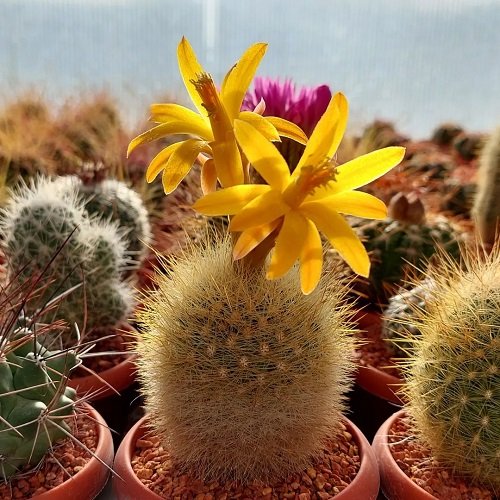 Cactus con flores amarillas 26