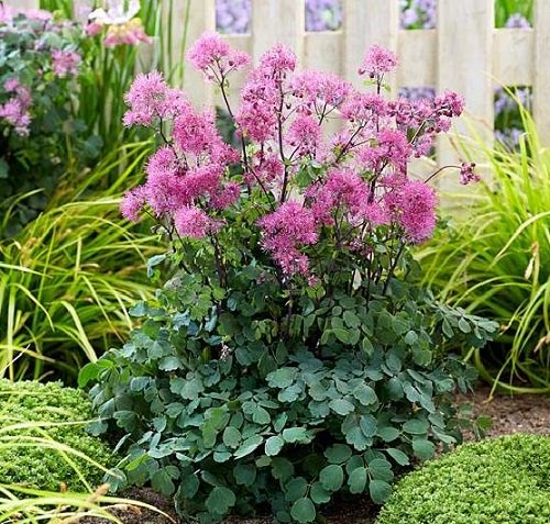 Outdoor Plants That Grow Without Sunlight near wooden fence