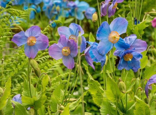 Stunning Blue and Purple Flowers 13