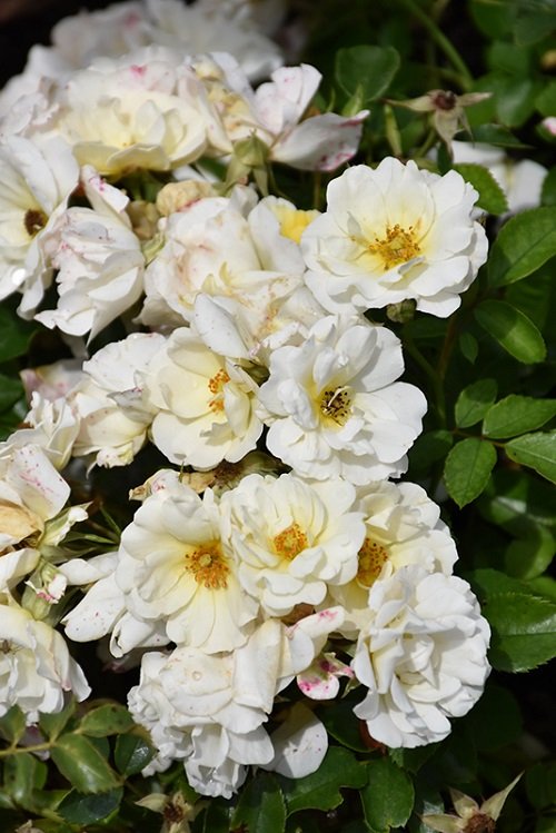 42 Best White Garden Roses Varieties 20
