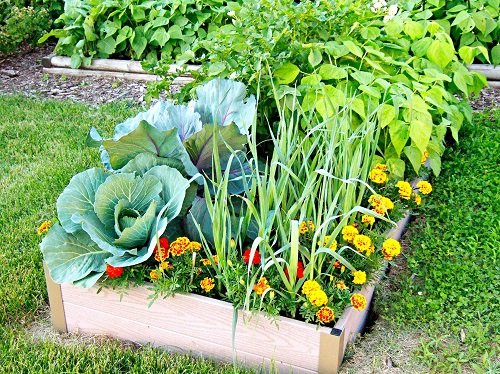 How to Grow a Tropical Edible Garden