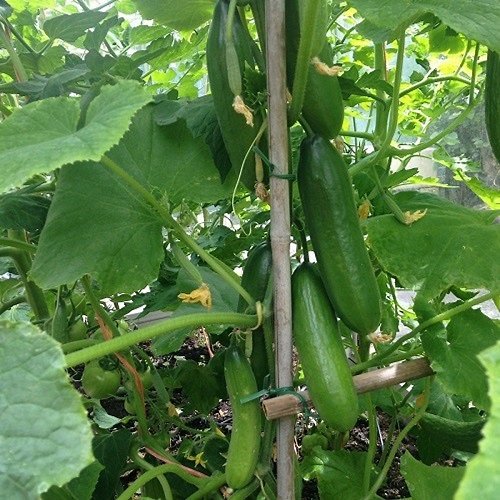 Mini Cucumber Varieties 11