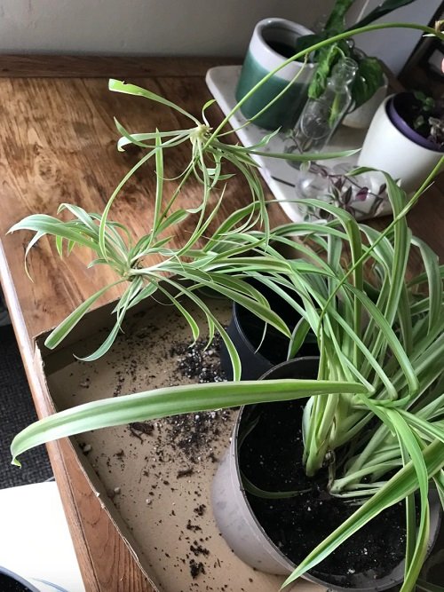 Repotting a Spider Plant | How to Repot a Spider Plant 3