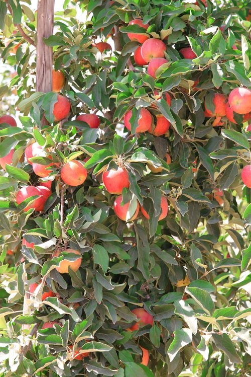 Sweet Apple Varieties 38