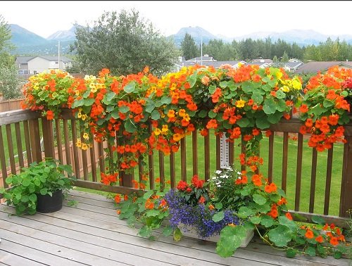 Best Vines and Climbers for the Balcony and Patio 2