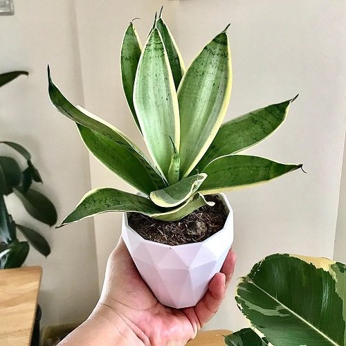 Houseplants to Propagate Within a Month 3