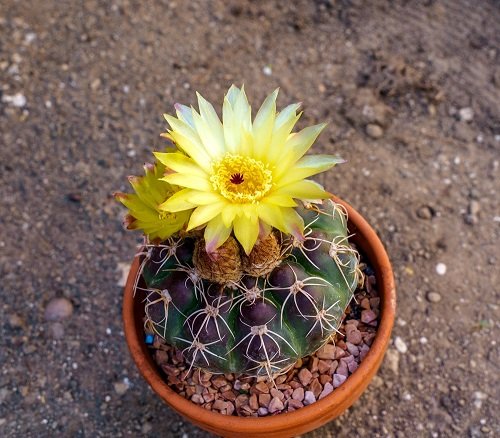 Yellow Flowering Cactus in pot 2