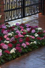 40 Eye Catching Plants For Curb Appeal