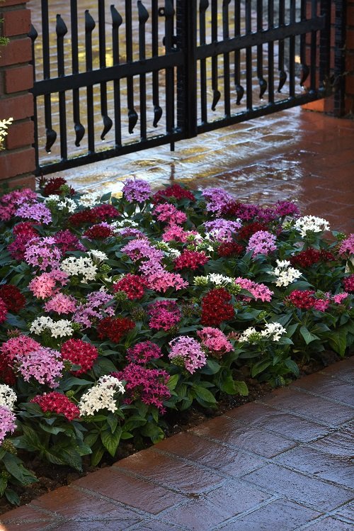 Curb Appeal's Top Plants5