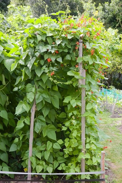 Best Types of Beans You Can Grow Vertically 47