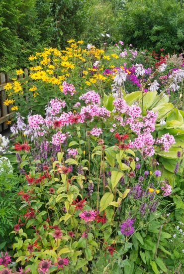 33 Best Bee Balm Companion Plants | Balcony Garden Web