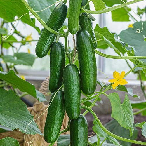 Mini Cucumber Varieties 9