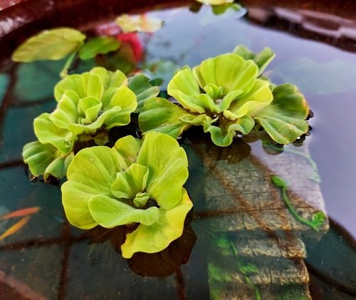 water lettuce Plants for a Koi Pond