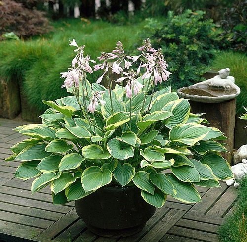 Colorful Hostas You Must Plant in Your Garden 3