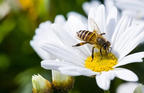 Best Plants that Attract Bees