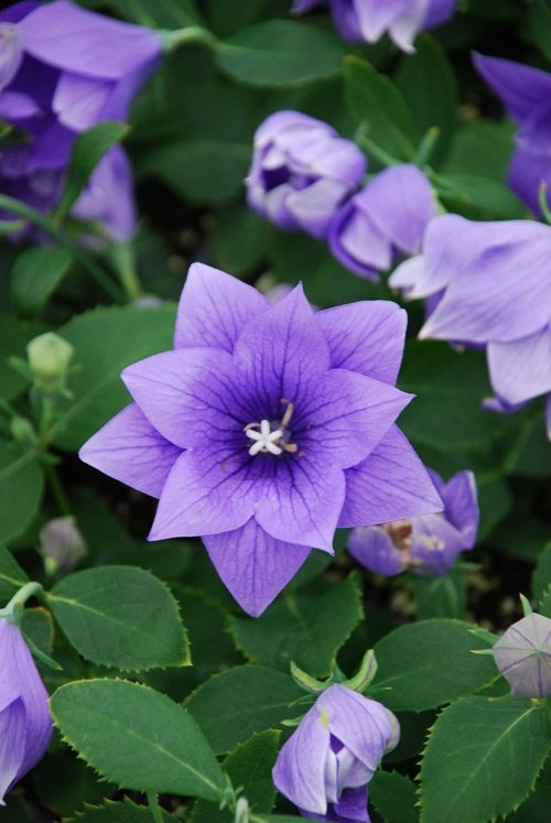Stunning Blue and Purple Flowers 14