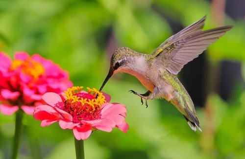 Best Hummingbird Foods 19