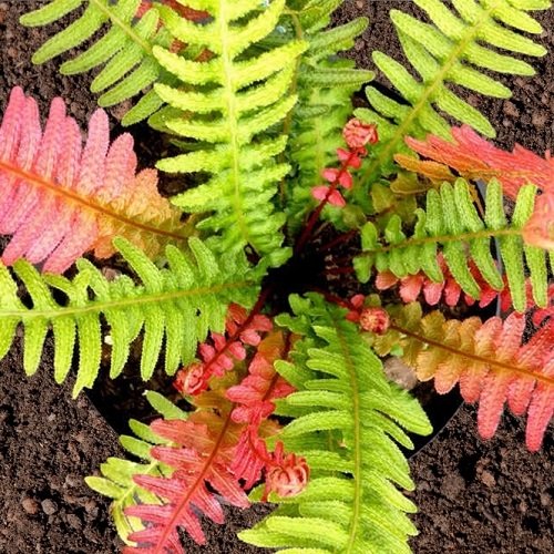 Best Colorful Ferns 10