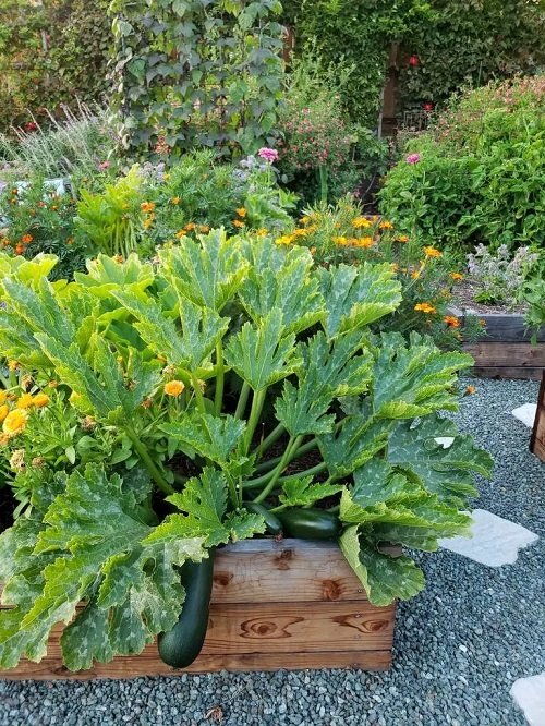 Vegetables You Should Never Plant Together and Why 12