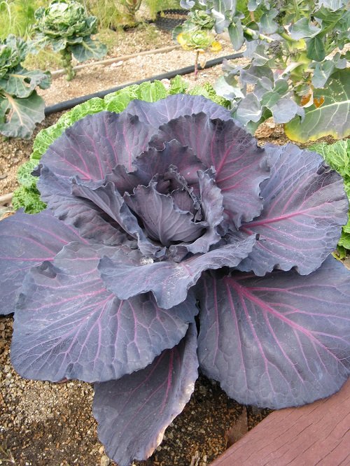 cabbage Vegetables that are Red