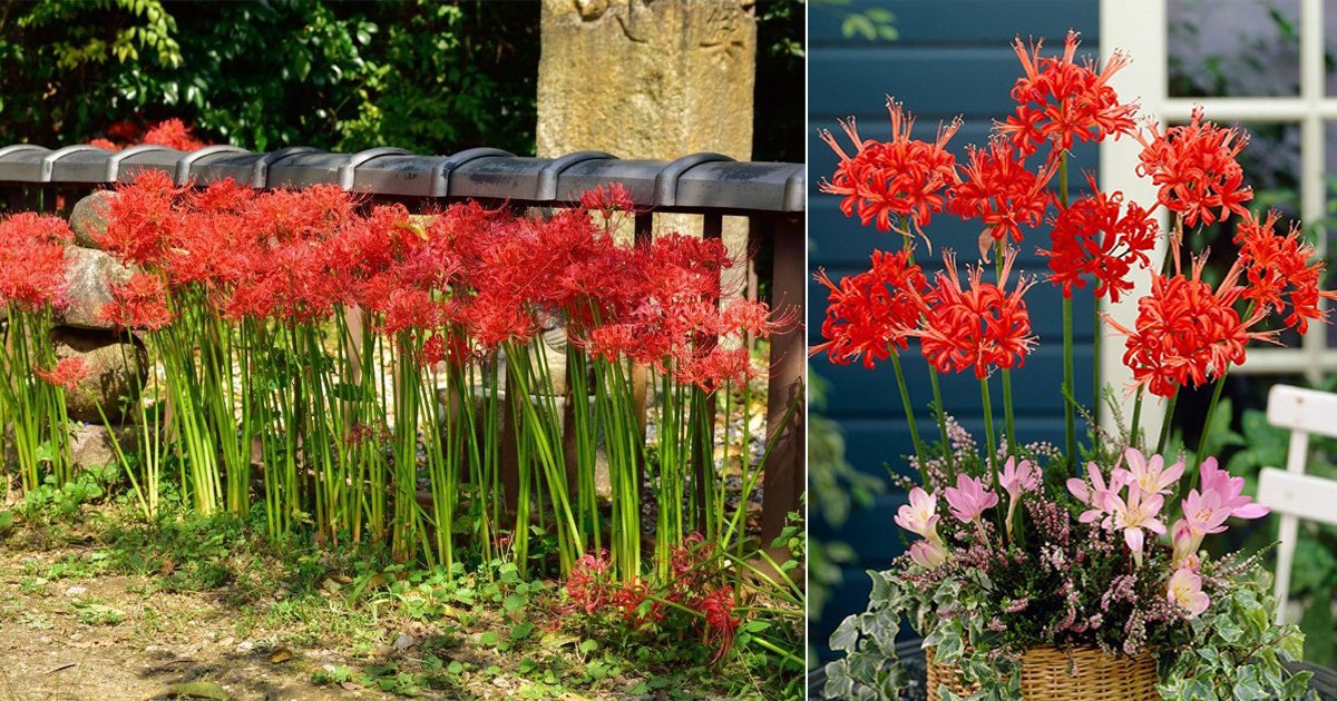 What Does The Spider Lily Symbolize? Quora, 59% OFF