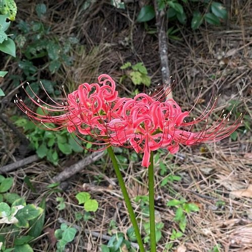 Red Spider Lily 2