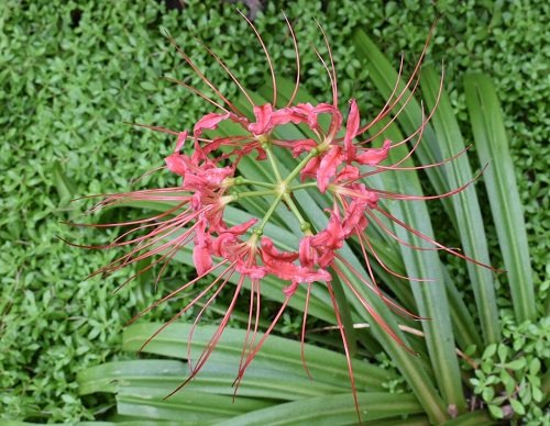 Red Spider Lily Meaning