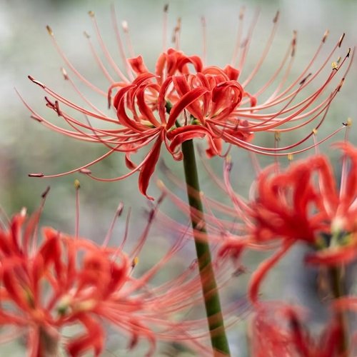 Red Spider Lily 10