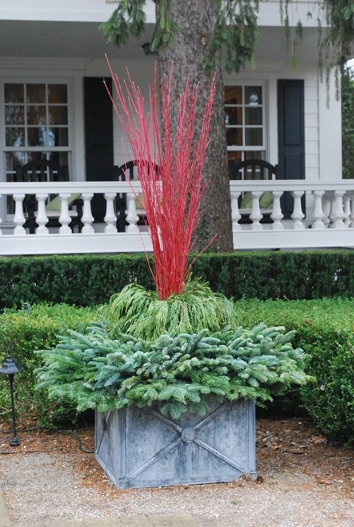 The Best Vegetables for Curb Appeal 5