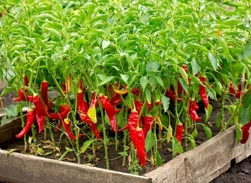 chilli pepper Vegetables that are Red