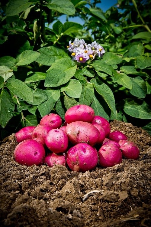 potatoes in red colour 