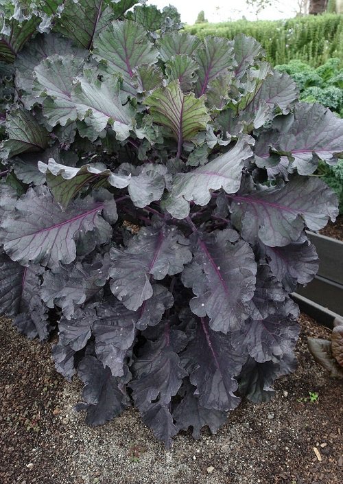 Russian kale in red colour