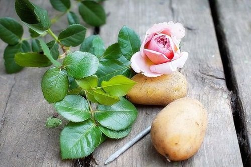 Cool Ways to Propagate Roses From Cuttings 10