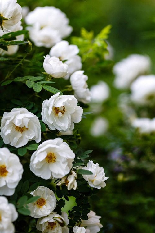 42 Best White Garden Roses Varieties 17