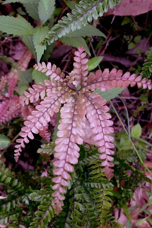Best Colorful Ferns