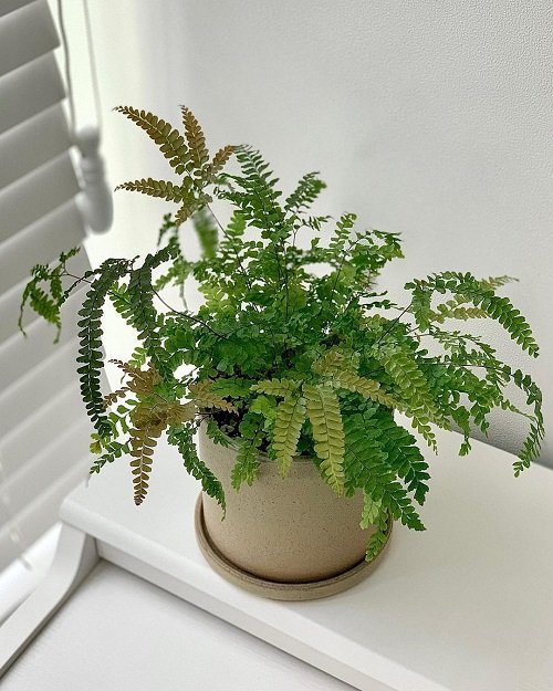 Maidenhair-Plants that Grow Without Sunlight
