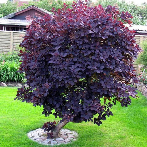 outdoor plants with pink leaves 